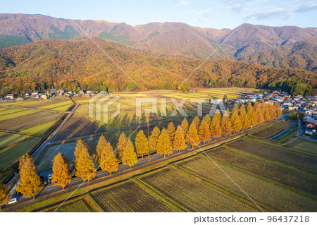 無人機攝影 | 秋葉高峰期的水杉林蔭道 | 滋賀縣高島市牧野町 96437218