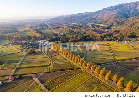 無人機攝影 | 秋葉高峰期的水杉林蔭道 | 滋賀縣高島市牧野町 96437233