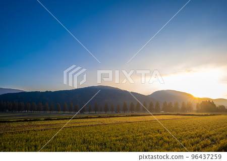Metasequoia tree-lined avenue and sunrise at the peak of autumn foliage｜Makino Town, Takashima City, Shiga Prefecture 96437259