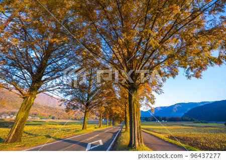 Metasequoia tree-lined avenue and sunrise at the peak of autumn foliage|Makino Town, Takashima City, Shiga Prefecture Metasequoia tree-lined avenue and sunrise at the peak of autumn foliage|Makino Town, Takashima City, Shiga Prefecture 96437277
