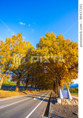 Metasequoia tree-lined avenue and sunrise at the peak of autumn foliage|Makino Town, Takashima City, Shiga Prefecture Metasequoia tree-lined avenue and sunrise at the peak of autumn foliage|Makino Town, Takashima City, Shiga Prefecture 96437291