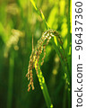 golden rice  under  the  sun  96437360