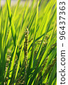 golden rice  under  the  sun  96437363