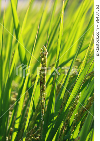 golden rice under the sun golden rice under the sun 96437363