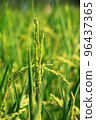golden rice  under  the  sun  96437365