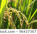 golden rice  under  the  sun  96437367
