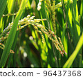 golden rice  under  the  sun  96437368