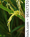 golden rice  under  the  sun  96437370
