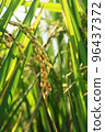 golden rice  under  the  sun  96437372