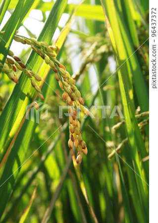 golden rice under the sun golden rice under the sun 96437372