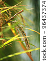 golden rice  under  the  sun  96437374