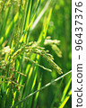 golden rice  under  the  sun  96437376