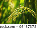 golden rice  under  the  sun  96437378