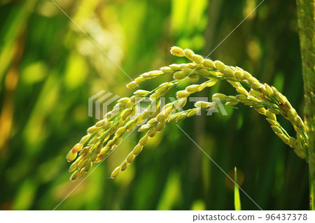 golden rice under the sun golden rice under the sun 96437378