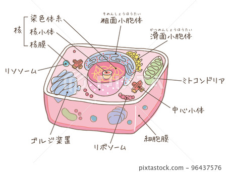 Cell illustration (name, chromosome thread) 96437576