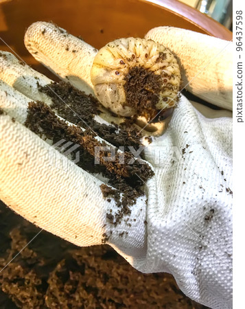 Pupa in hand 96437598