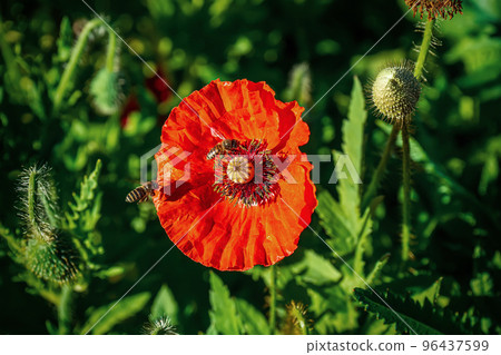 Bees on flower orange 96437599