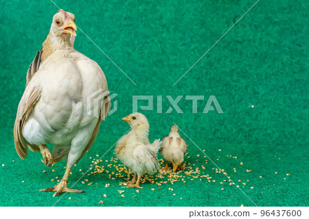 Hens and chicks 96437600