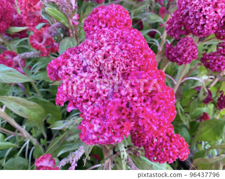 Celosia argentea or The silver cock's comb 96437796