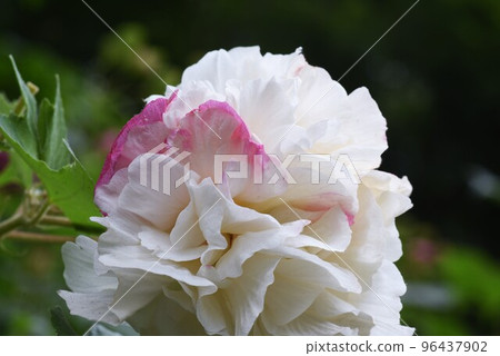 醉芙蓉(Drunken Fuyou),花色在早上、下午和晚上變化 醉芙蓉(Drunken Fuyou),花色在早上、下午和晚上變化 96437902