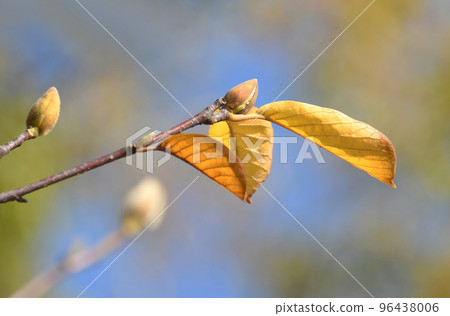 玉蘭黃葉芽 96438006