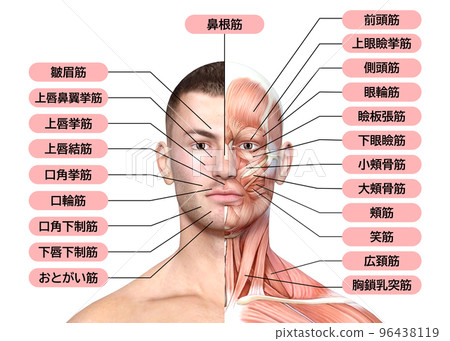 Facial muscle anatomy diagram | 3DCG illustration showing the male face and muscle structure Facial muscle anatomy diagram | 3DCG illustration showing the male face and muscle structure 96438119