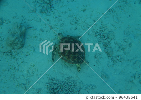 Sea turtle 96438641