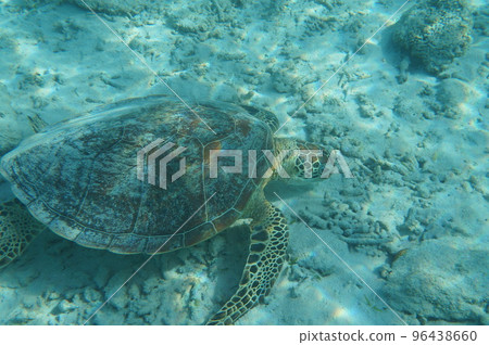 Sea turtle Sea turtle 96438660