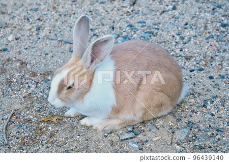 [Rabbit on Okunoshima (Rabbit Island)] Tadanoumi Town, Takehara City, Hiroshima Prefecture 96439140