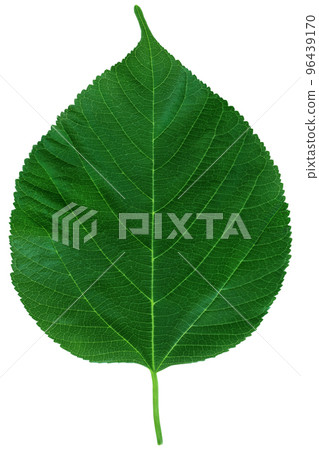 Mulberry leaf isolated on white background with clipping path. Mulberry leaf isolated on white background with clipping path. 96439170