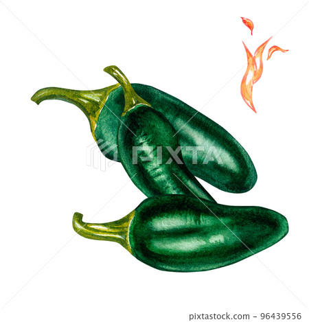 Composition of jalapeno green hot pepper watercolor illustration isolated on white. 96439556