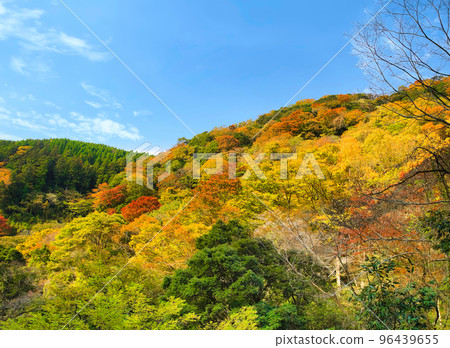 Natural scenery of autumn leaves and blue sky background material Japan Natural scenery of autumn leaves and blue sky background material Japan 96439655