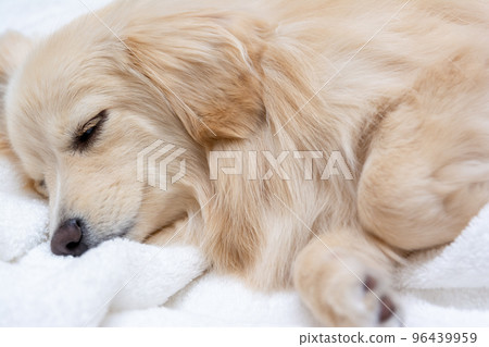 Mixed dog Pomex sleeping 96439959