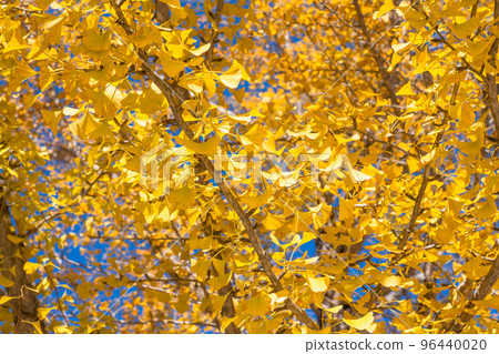 《Saitama Prefecture》Ginkgo trees with yellow leaves, Chichibu Muse Park in autumn 96440020