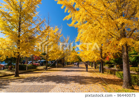 《Saitama Prefecture》Ginkgo trees with yellow leaves, Chichibu Muse Park in autumn 96440075