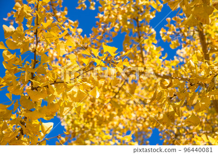 《Saitama Prefecture》Ginkgo trees with yellow leaves, Chichibu Muse Park in autumn 96440081
