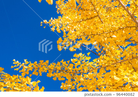 《Saitama Prefecture》Ginkgo trees with yellow leaves, Chichibu Muse Park in autumn 《Saitama Prefecture》Ginkgo trees with yellow leaves, Chichibu Muse Park in autumn 96440082