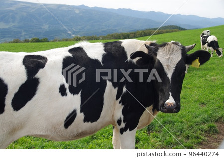 北海道 Shirotai Ranch 的荷斯坦牛肉 北海道 Shirotai Ranch 的荷斯坦牛肉 96440274