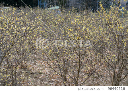 Lobai flower 96440316