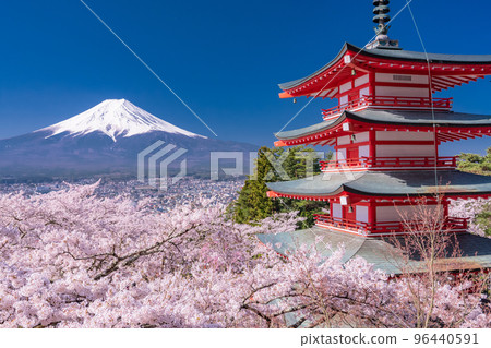“山梨縣”富士山、五層寶塔和盛開的櫻花、春天的新倉山淺間公園 96440591