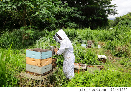 養蜂人在養蜂場從蜂巢中採集蜂蜜 96441381