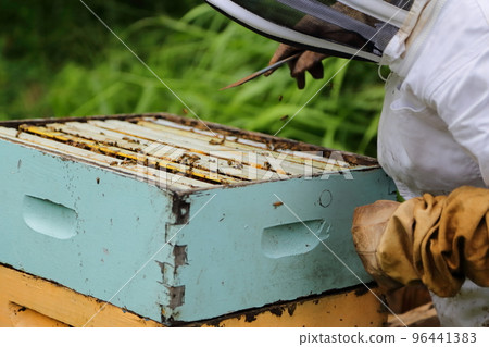 養蜂人在養蜂場從蜂巢中採集蜂蜜 96441383