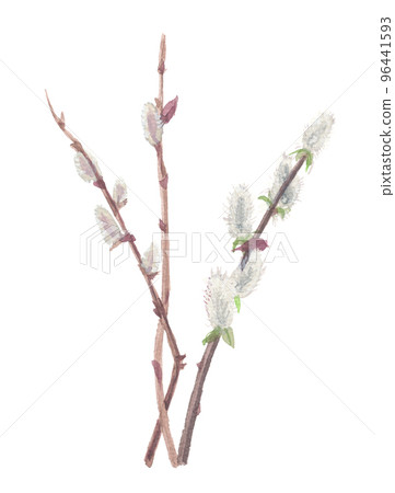 Nekoyanagi Nekoyanagi 96441593