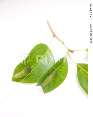 Caterpillar caterpillar larva bluebottle swallowtail butterfly 96441676