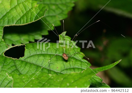 Harvest (Saitama/October) 96442512