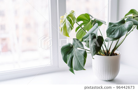 Young monstera in white pot on light windowsill Young monstera in white pot on light windowsill 96442673