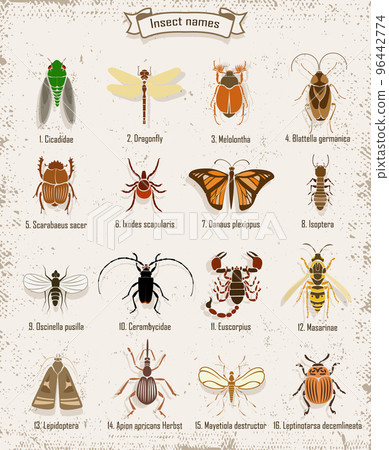 Colorful Insects Icons Set 96442774