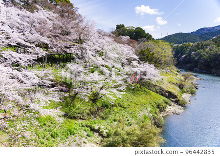 Famous park with cherry blossoms in full bloom Famous park with cherry blossoms in full bloom 96442835