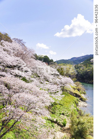 Famous park with cherry blossoms in full bloom Famous park with cherry blossoms in full bloom 96442836