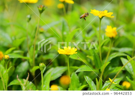 蜜蜂從養蜂場附近的花朵中採集花蜜 蜜蜂從養蜂場附近的花朵中採集花蜜 96442853